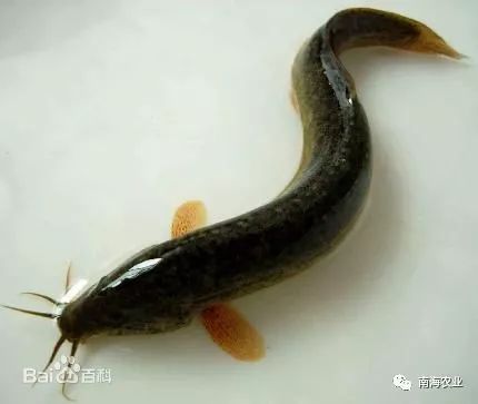南海瑰寶 探尋優(yōu)質(zhì)水產(chǎn)品，哪一款是你的心頭好？